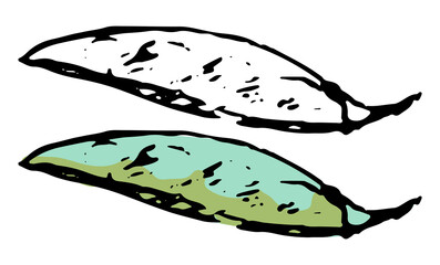 Doodles of autumn harvest vegetable. Realistic ink sketch of green beans. Hand drawn vector illustration. Set of black contour and color element isolated on white. For design, decor, print, card, wrap