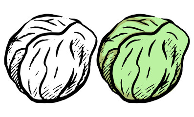 Doodles of autumn harvest vegetable. Realistic ink sketch of white cabbage. Hand drawn vector illustration. Set of black contour and color element isolated on white. For design, decor, prints, card.