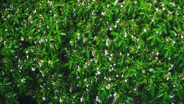 Rain drops falling on Tagar flower or Crape Jasmine flower plant. It is an ornamental or medicinal plant of India. Scientific name is Tabernaemontana Divaricata. Shot at Howrah, West Bengal, India
