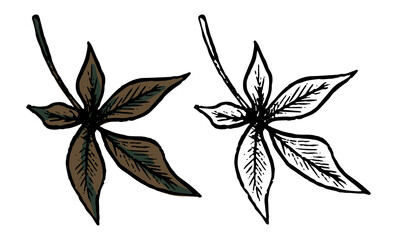 Doodle of chestnut leaf. Realistic ink sketch of autumn fallen leaves. Hand drawn vector illustration. Set of black contour and color element isolated on white. For design, decor, print, card, sticker