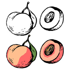 Doodles of autumn fruits harvest. Realistic ink sketch of peach whole and cut. Hand drawn vector illustration. Set of black contour and color element isolated on white. For design, decor, prints, card