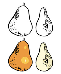 Doodles of autumn fruits harvest. Realistic ink sketch of whole, slice pears. Hand drawn vector illustration. Set of black contour and color element isolated on white. For design, decor, prints, card.