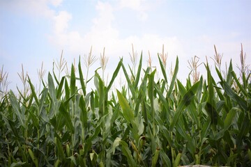 Obraz premium green grass and blue sky