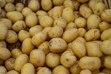 Fresh small Organic Potato on Tray at the Farmer Market, Selective Focus. Macro photo