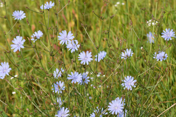 Blossom chicory (Cichorium intybus)