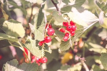 Red currants in the garden