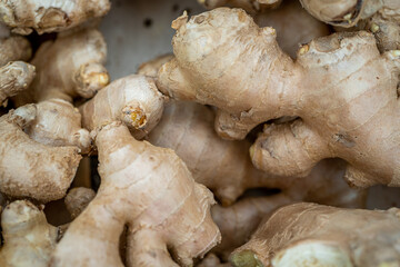 Fresh ginger on wooden background, herb medical concept. Ginger root on wooden table. Macro photo
