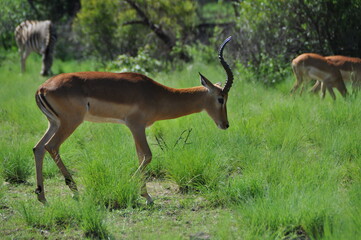 An impala in the african savannah and bush