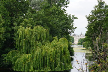 trees in the park