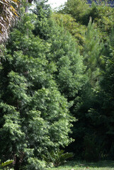 Fototapeta premium Bosque