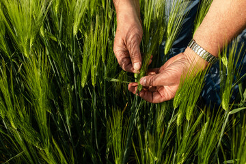 Close up of senior farmer hands examining wheat crop in his hands.