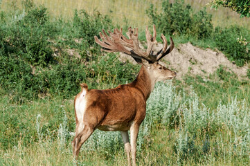 Red Deer (Cervus elaphus)