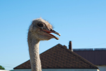ostrich head close-up.wild bird in an aviary on a farm