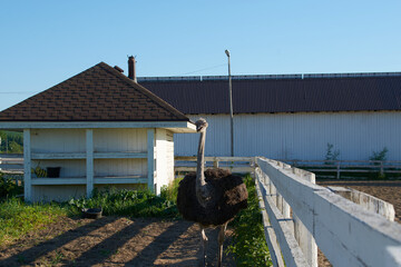 African ostrich on the farm.wild fowl in a greenhouse on a farm