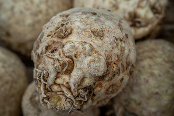 Tuber of celery, raw vegetables from market, farm fresh produce, organic food. Macro photo