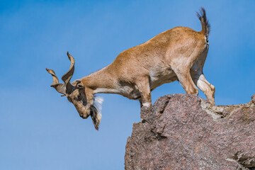 Markhor (Capra falconeri)