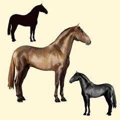 set of one realistic black silhouette and two isolated processed color images of beautiful horses standing still, on a white and colored background