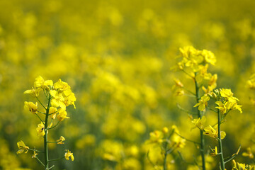 Yellow rapeseed field