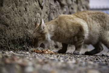 Stray cats eating on the street