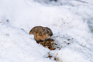 North American Brown Lemming (Lemmus trimucronatus) St. George Island, Alaska, USA