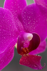 Vertical photo of phalaenopsis orchid in magenta color. Blooming Phalaenopsis flower with water drops on petals