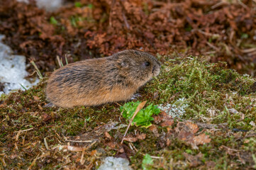 North American Brown Lemming (Lemmus trimucronatus) St. George Island, Alaska, USA