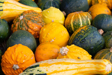 A lot of ripe different colored and shaped squashes. Harvest of green, yellow and orange pumpkins for halloween party.