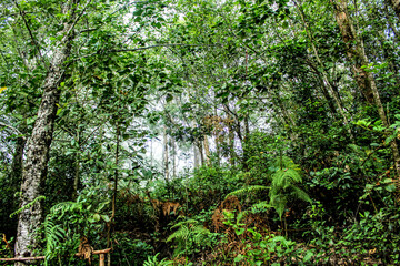 forest in the morning, green forest