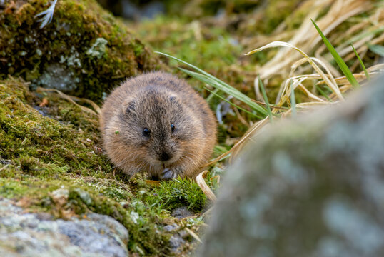 North American Brown Lemming (Lemmus trimucronatus) St. George Island, Alaska, USA