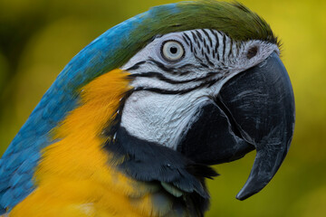 blue and yellow macaw