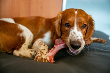 Cute welsh springer spaniel dog chewing raw barf bone.