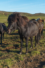 Icelandic horses near Krysuvik geothermal area