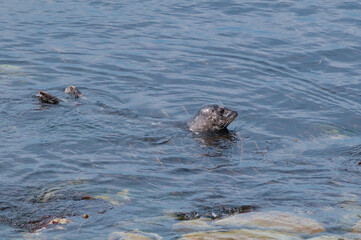 Fototapeta premium Common Seal (Phoca vitulina) at Chowiet Island, Semidi Islands, Alaska, USA