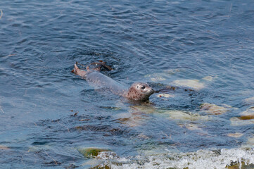 Fototapeta premium Common Seal (Phoca vitulina) at Chowiet Island, Semidi Islands, Alaska, USA