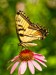 Enchantment