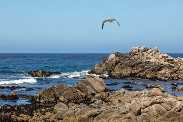 On a sunny clear day, a seagull bird soars over waves breaking gently along the rocks of the coastline of Monterey Bay at Pacific Grove, California.