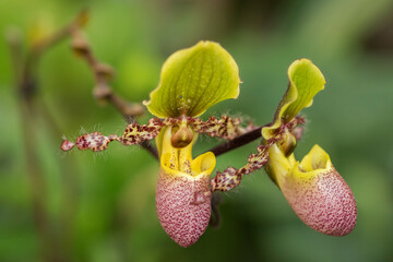 Blooming phapiopedilum pinocchio orchid as a flowering houseplant © Kersti Lindström