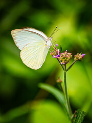 Obraz premium Pearlescent