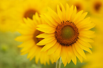 sunflower in the garden