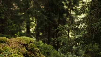 Wonderful forest with enormous vegetation close-up