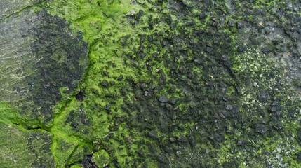 Moss green texture. Moss background. Green moss on grunge texture, background - 370236229