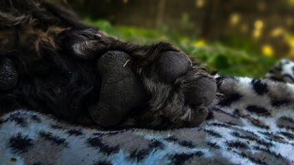 My dog's soft paws. 