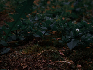 rain in the forest