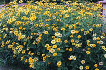 Many yellow flowers in a flowerbed near the fence.