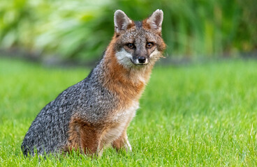 Portrait of fox sitting. Wildlife looking straight at camera