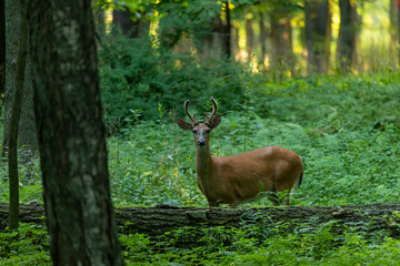 Young white tailed deer with growing antlers in velvet.Natural scene from Wisconsin.