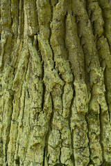 Moss green texture. Moss background. Green moss on grunge texture, background