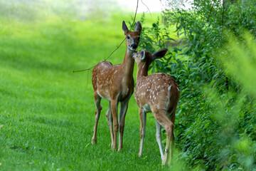 Naklejka na ściany i meble White tailed deer , fawns at the edge of the forest