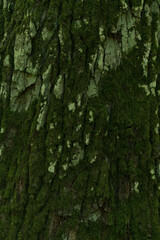 Moss green texture. Moss background. Green moss on grunge texture, background