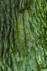 Moss green texture. Moss background. Green moss on grunge texture, background